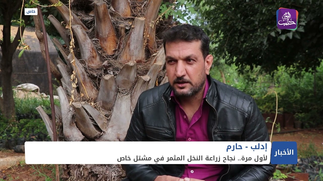 لأول مرة في إدلب.. صاحب مشتل زراعي ينجح في زراعة النخيل المثمر في مدينة حارم