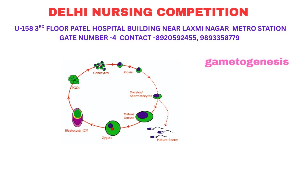 gametogenesis