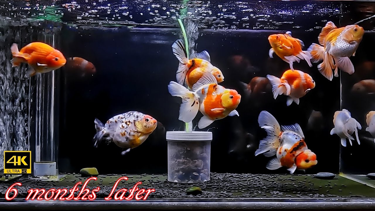 👉【金魚ビギナーが６か月飼育したら奇跡が起こった⁉】立ち上げから現在まで。立志編№8