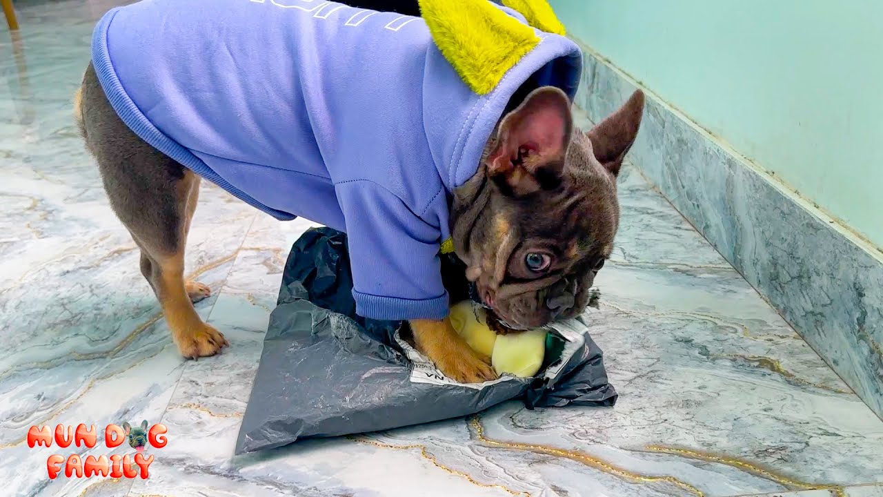 My dog ​​is curious about the package that just arrived