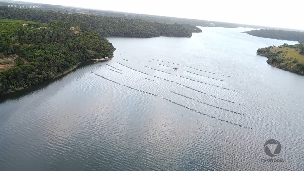 Criação e indústria de tilápia em Linhares-ES | T1E7 Agro Business