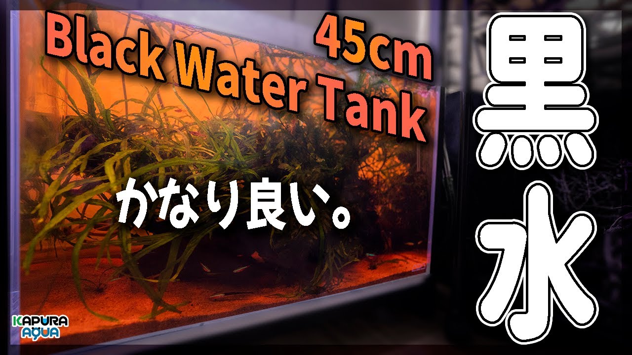 アクアリウム ブラックウォーター水槽を立ち上げて分かった４つの利点