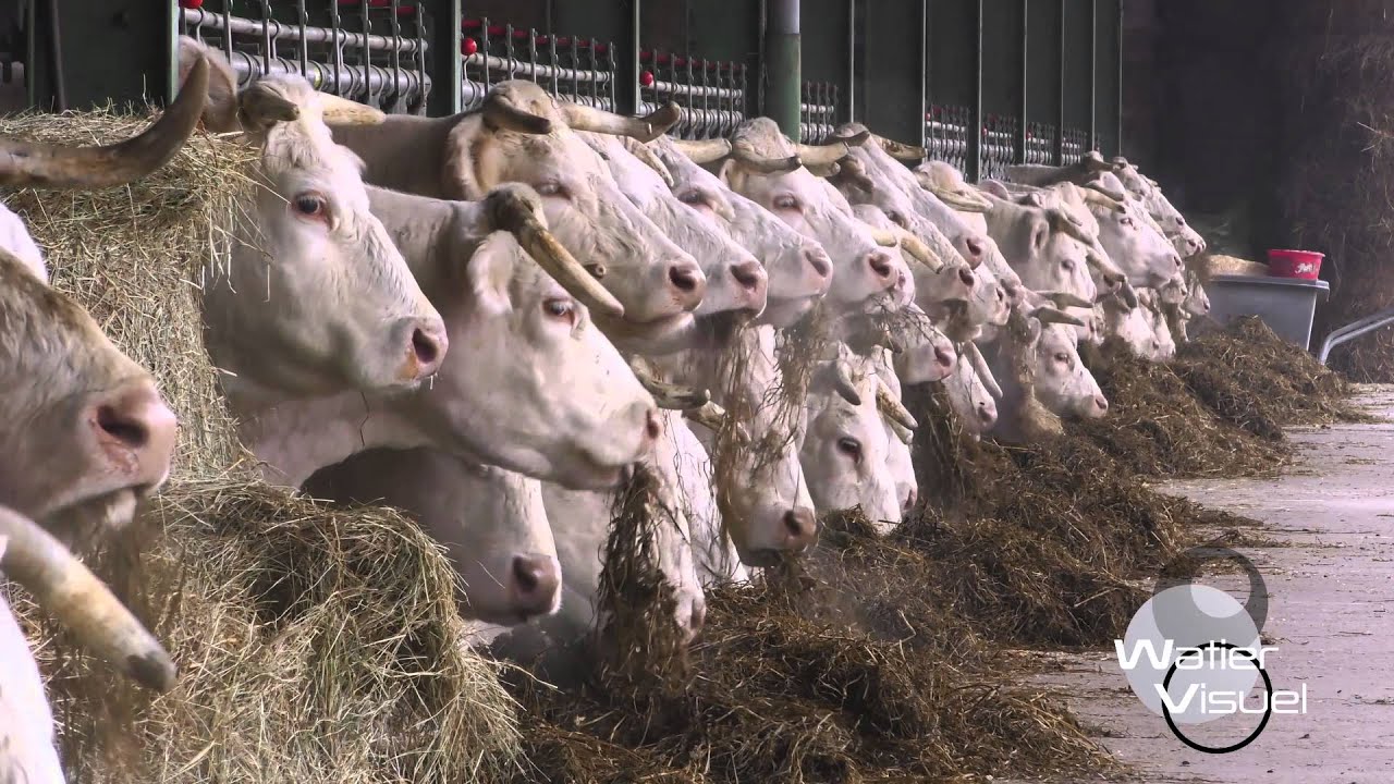 Réalisation Films Vidéo Elevage Distribution ration alimentaire vaches Charolaise