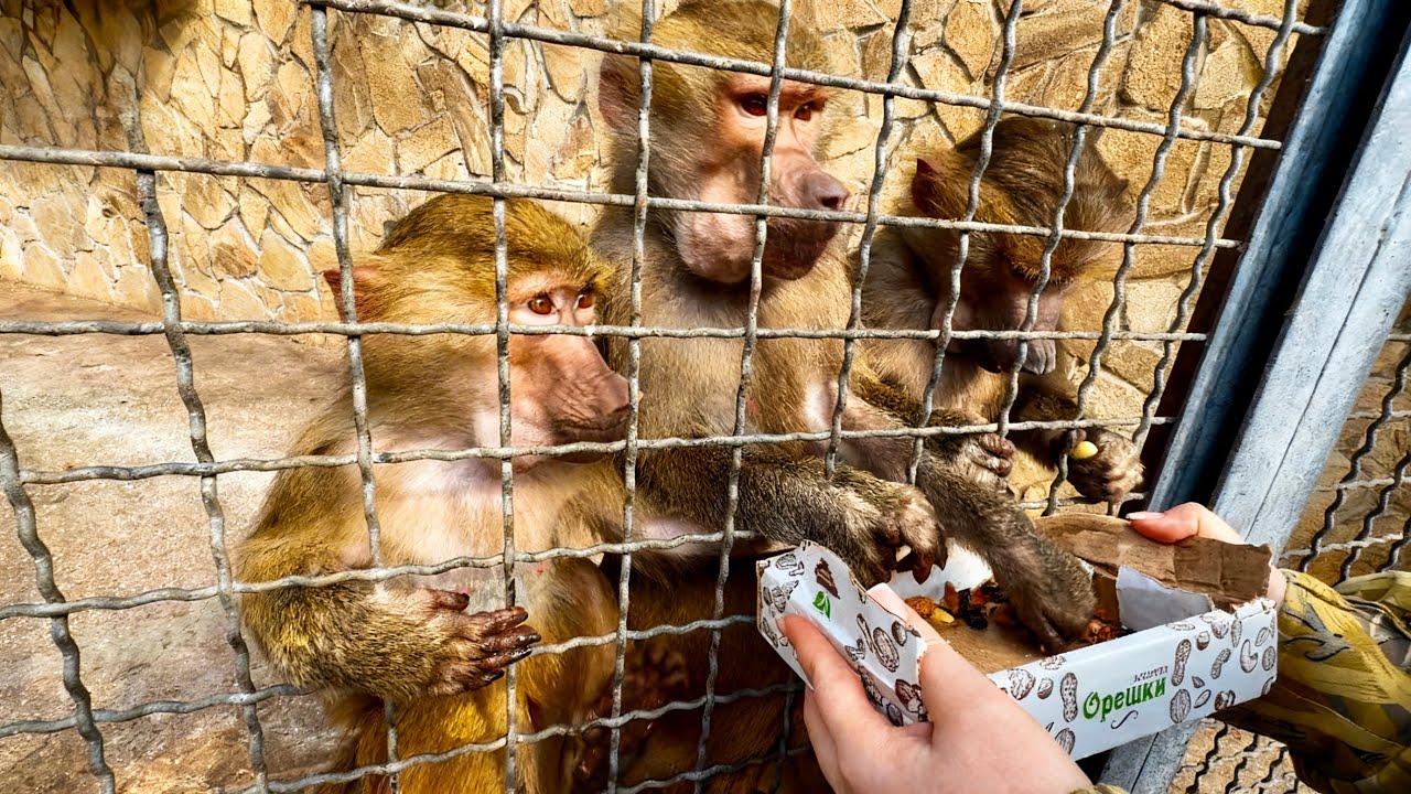 ТАК СМЕШНО! Люська с бандой УМЯЛИ ОРЕХИ ЗА СЕКУНДУ, а Анфиса так и НЕ ХОЧЕТ ИДТИ НА КОНТАКТ!