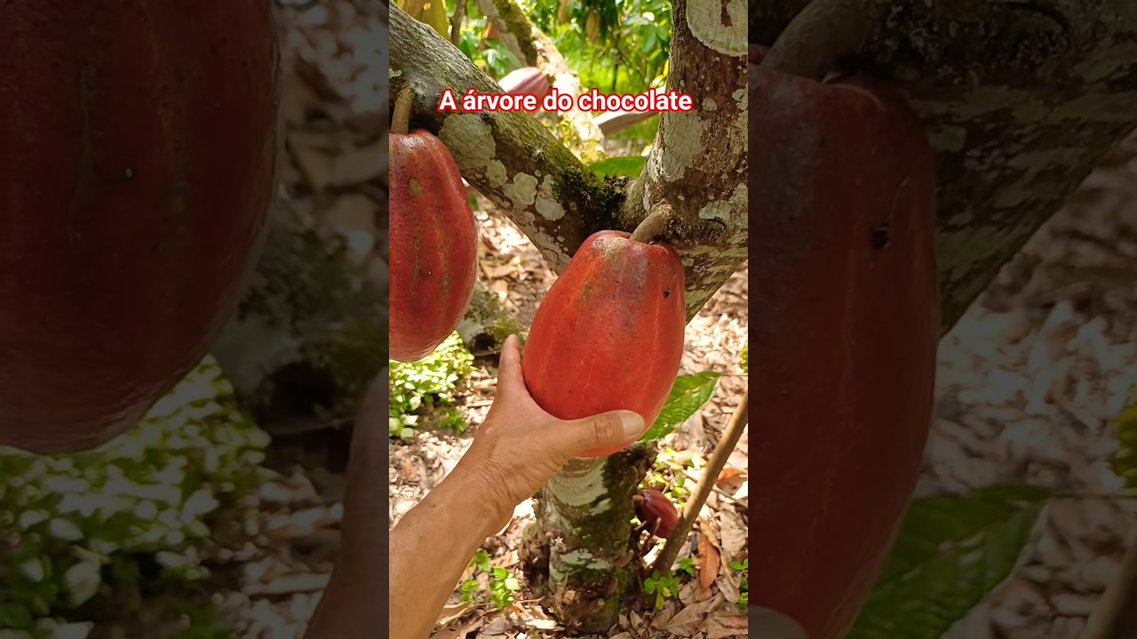 Cacau o fruto do chocolate. 02/01/26