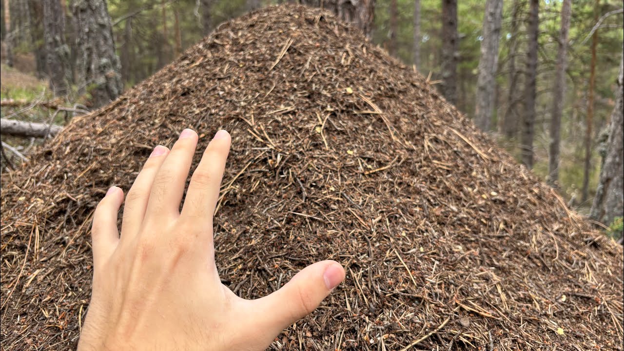 DEV KARINCA YUVALARI! ASİT PÜSKÜRTEN KARINCALAR!