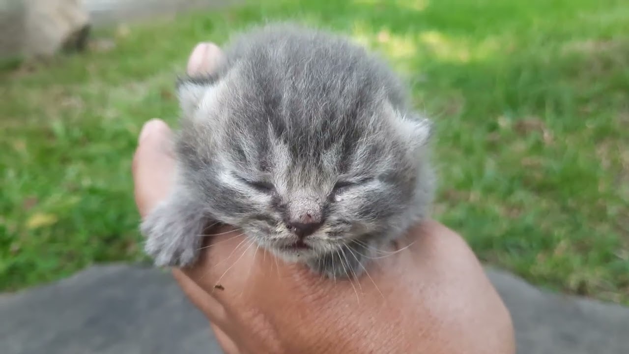 Manakala anak kucing tertinggal induknya