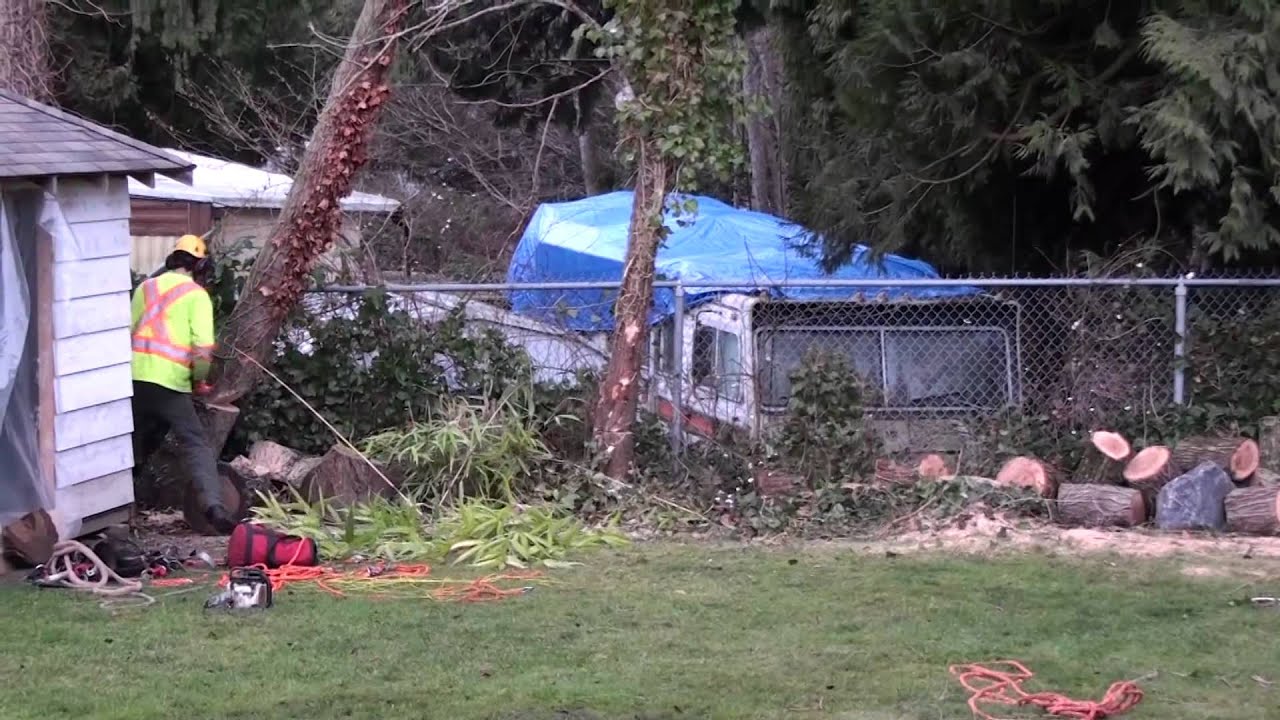 Hazardous Tree Removal