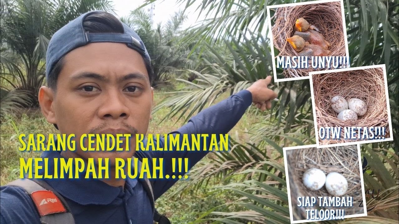 PULUHAN SARANG CENDET BERHASIL SAYA TEMUKAN DILOKASI INI.!!!
