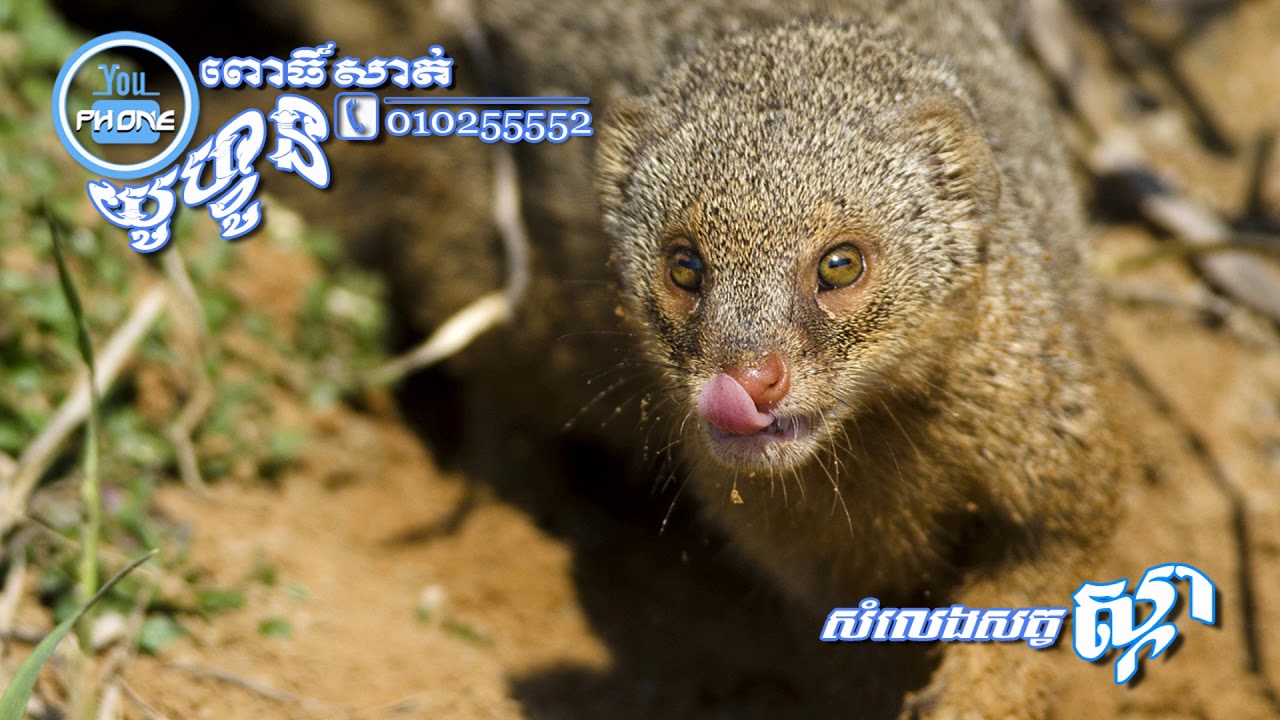 សំលេងសត្វស្កា