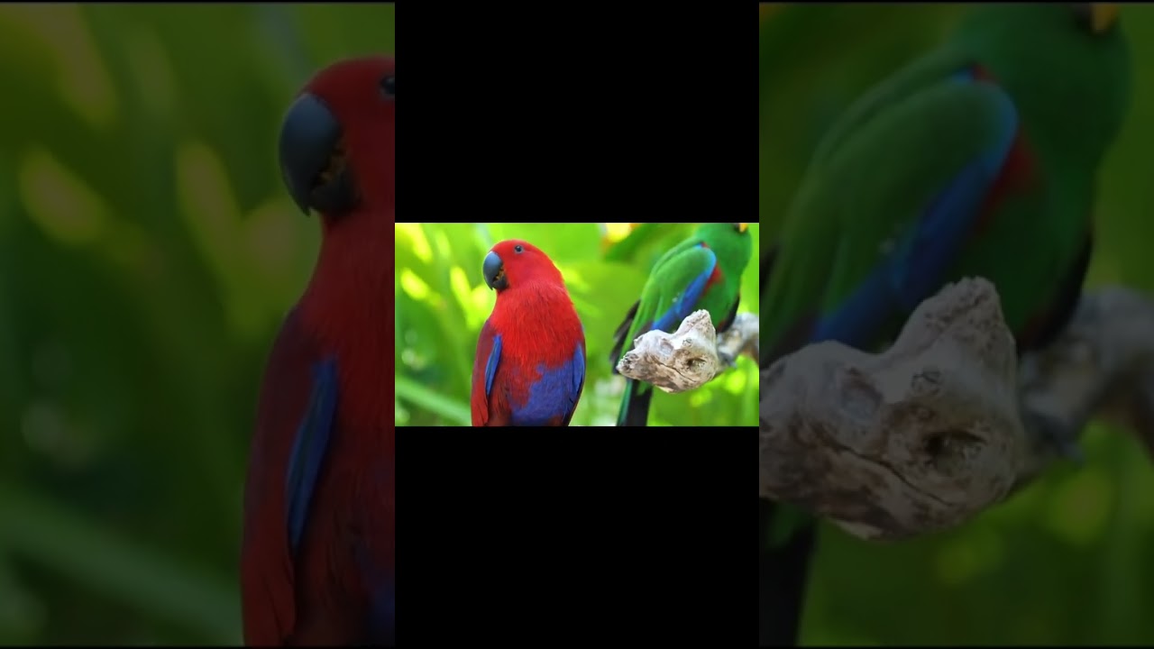 The benefits of Red Palm Oil for your pet bird are enormous! Free shipping on all orders.