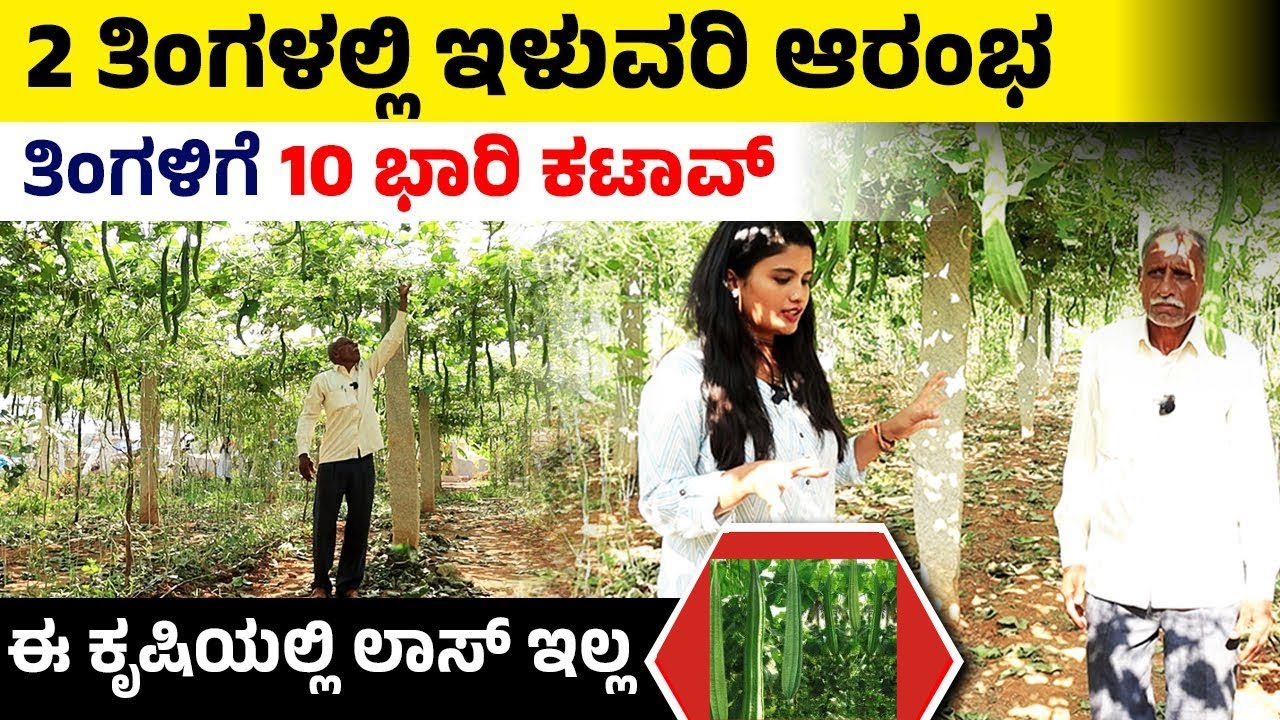 ಹೀರೆಕಾಯಿ ಕೃಷಿಯನ್ನು ಪ್ರಾರಂಭಿಸುವುದು ಹೇಗೆ? ಈ ರೀತಿ ಬೆಳೆದ್ರೆ ಅಚ್ಚರಿಯ ಲಾಭ! Ridge Gourd Farming in Kannada
