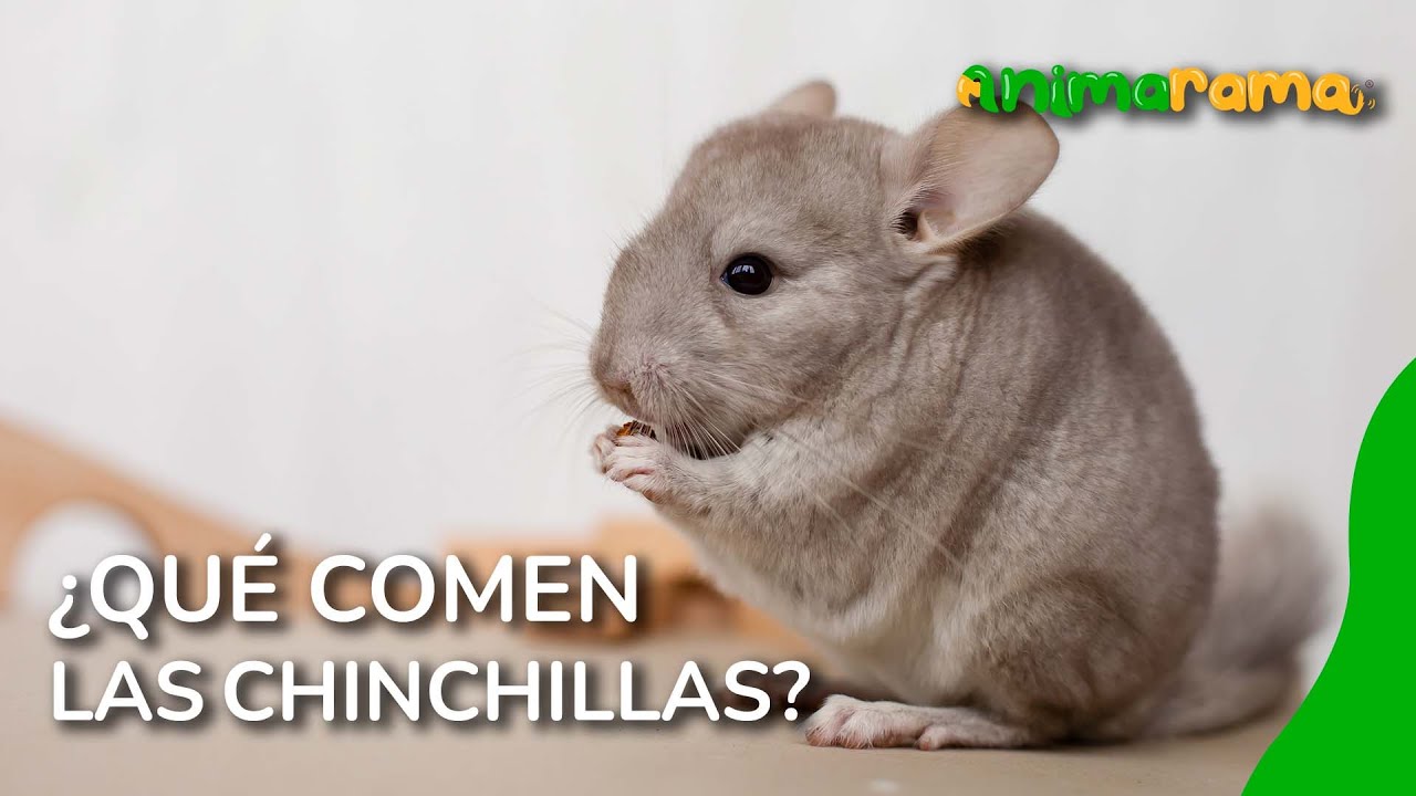 ¿Qué comen las chinchillas? | Todo sobre su alimentación