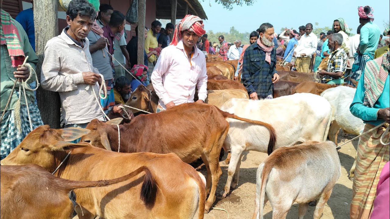 @ সীমান্তের গরুর বাজার@