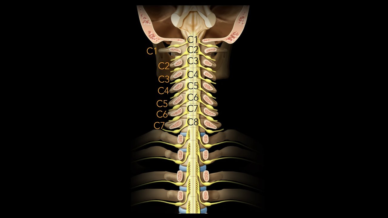 Spinal cord  Segmentation