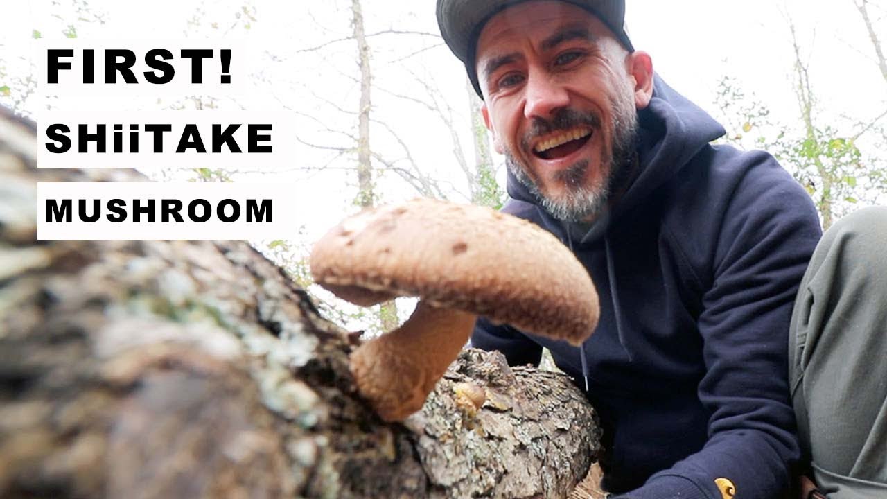 (My First) Growing SHIITAKE Mushrooms!!! VLOG