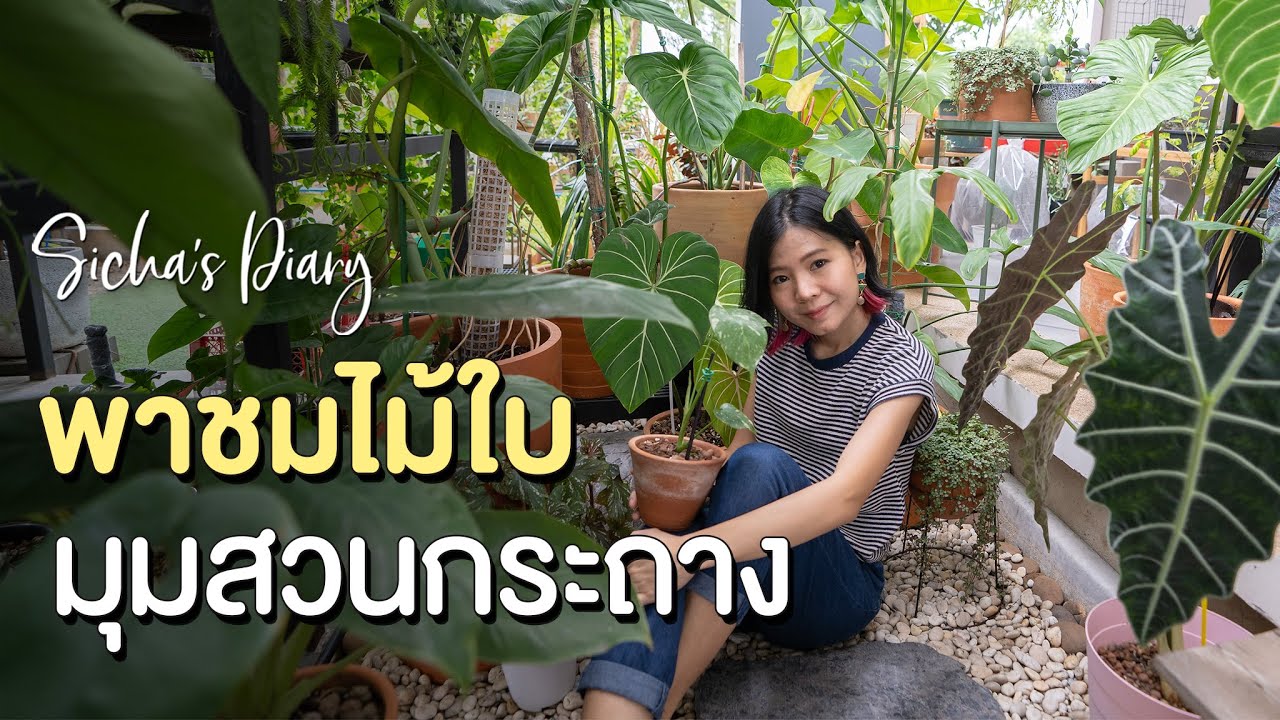 พาชมไม้ใบ มุมสวนกระถาง ไม้ร่มรำไร #สวนหน้าบ้าน #ฟิโลเดนดรอน