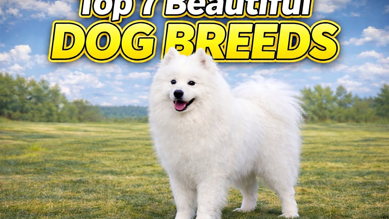 Top 7 Beautiful Dogs In the World 