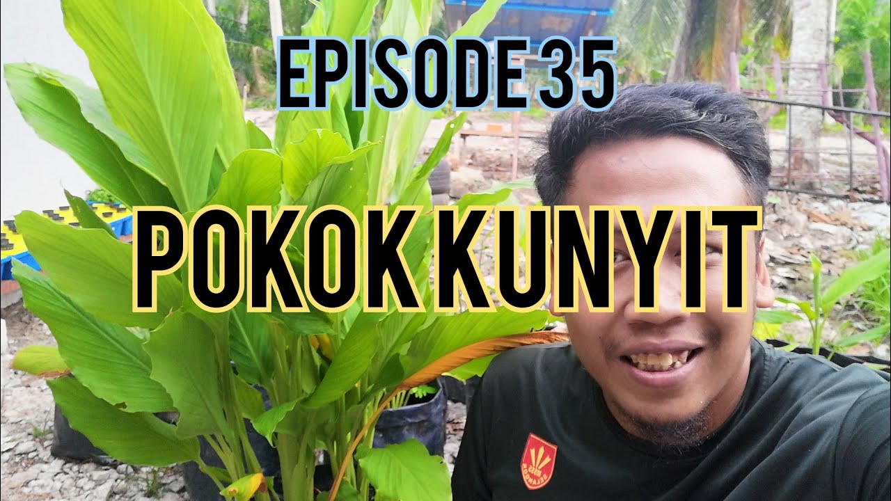 [Eng sub] Cara pembajaan kunyit, Cara tanam dan pembajaan yang terbaik | Planting tumeric