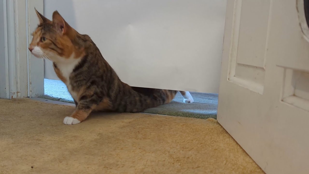 Cats Limbo Challenge - How Low Can They Go? | Moggy Mayhem