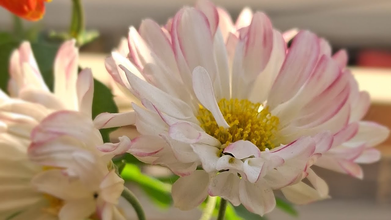 Nature’s Therapy: Beautiful Pink Chrysanthemum 💖