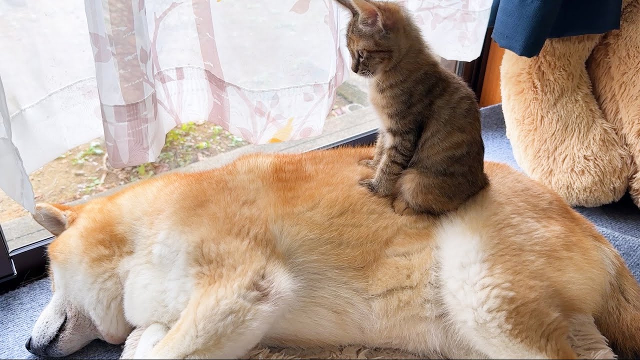 柴犬が子猫のお母さんになった日
