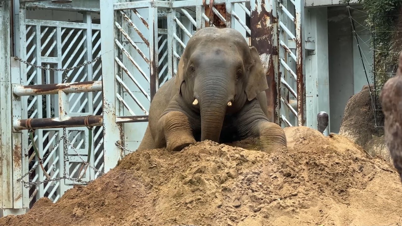 砂山でまったりするアルンくん【‎2026年1月20日‎】【上野動物園】アジアゾウ