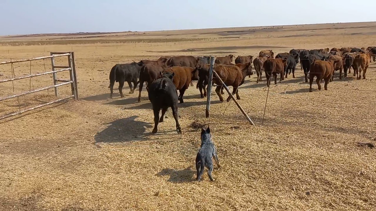 Australian cattle dog working compilation || ACD || Blue healer working compilation