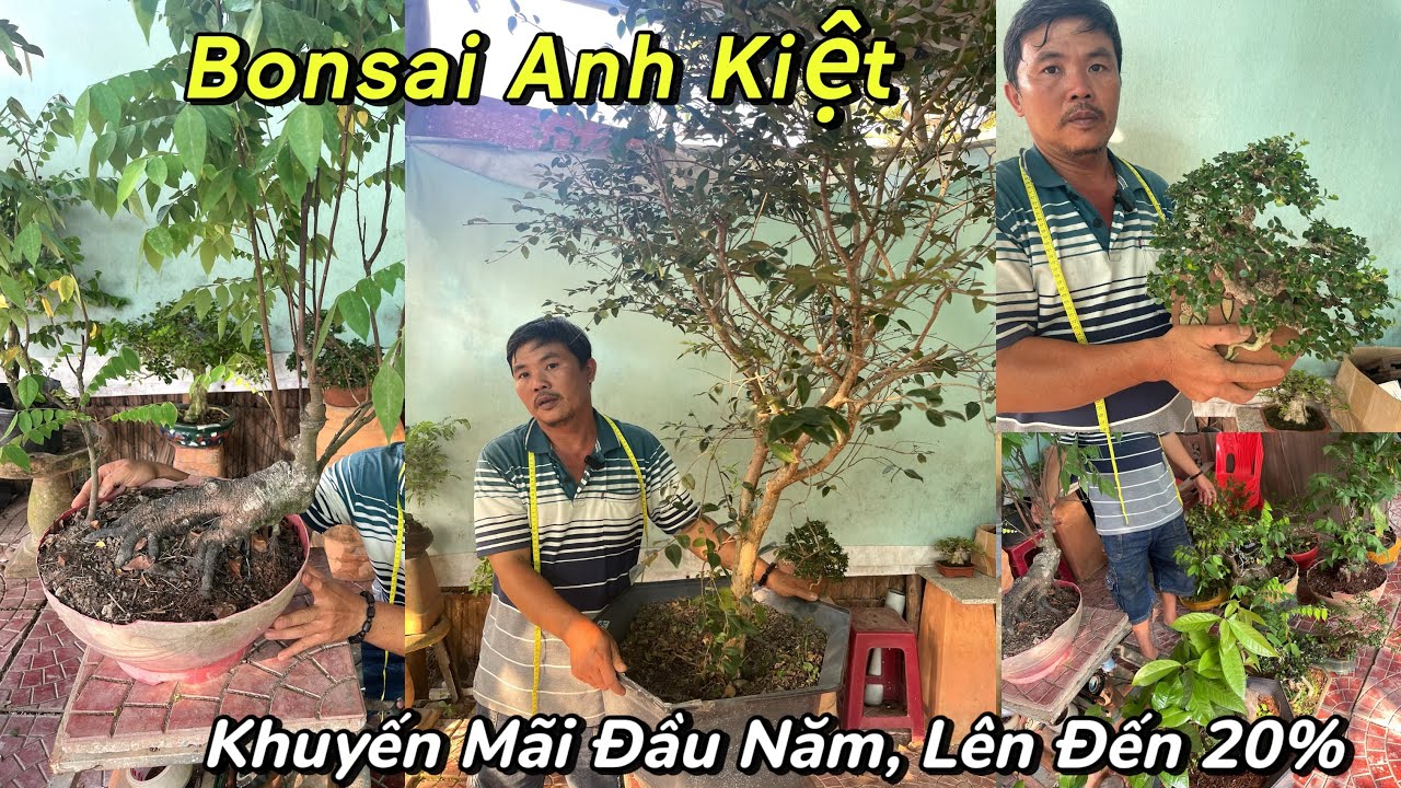 Kiệt: 0369686464. Khuyến Mãi Lên Đến 20% Các Cây Kim Quýt, Sam Núi, Nguyệt Quế, Nho Thân Gỗ, Me, Khế