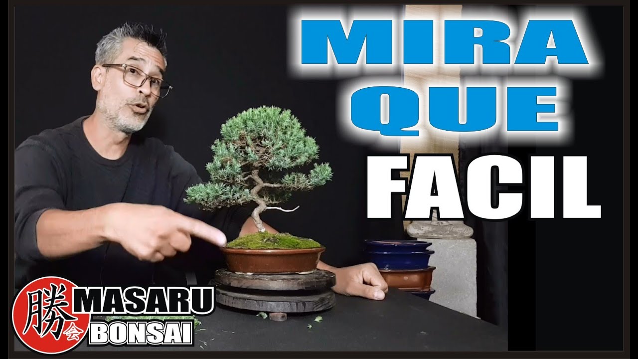 COMO PINZAR JUNIPEROS - JUNIPERUS 🌳  COMO Y CUANDO TRABAJARLOS!! PARA LOGRAR UN BONSAI✔