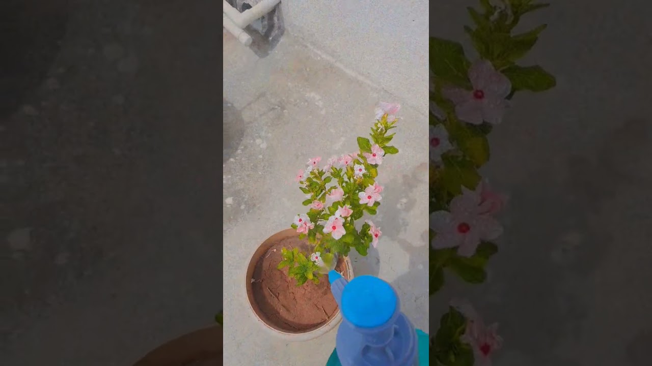 #dubai #watering to plants #shorts #youtubeshorts #viral #familytime #4u #trending #mydubai #mylife