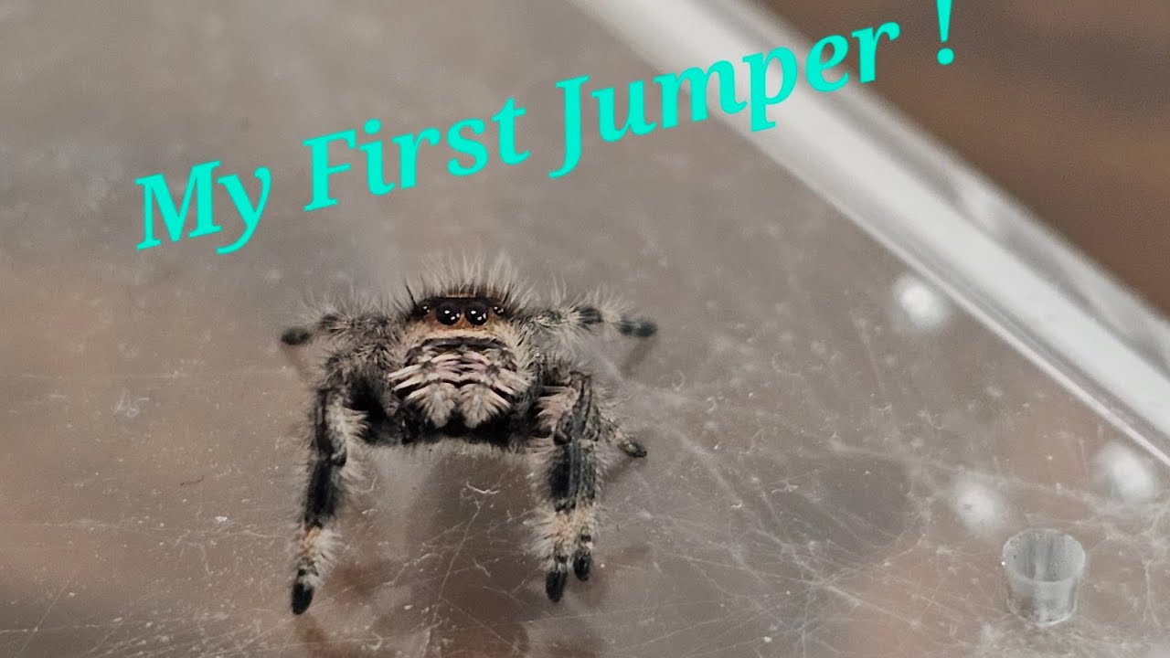 My First Jumping Spider !!!