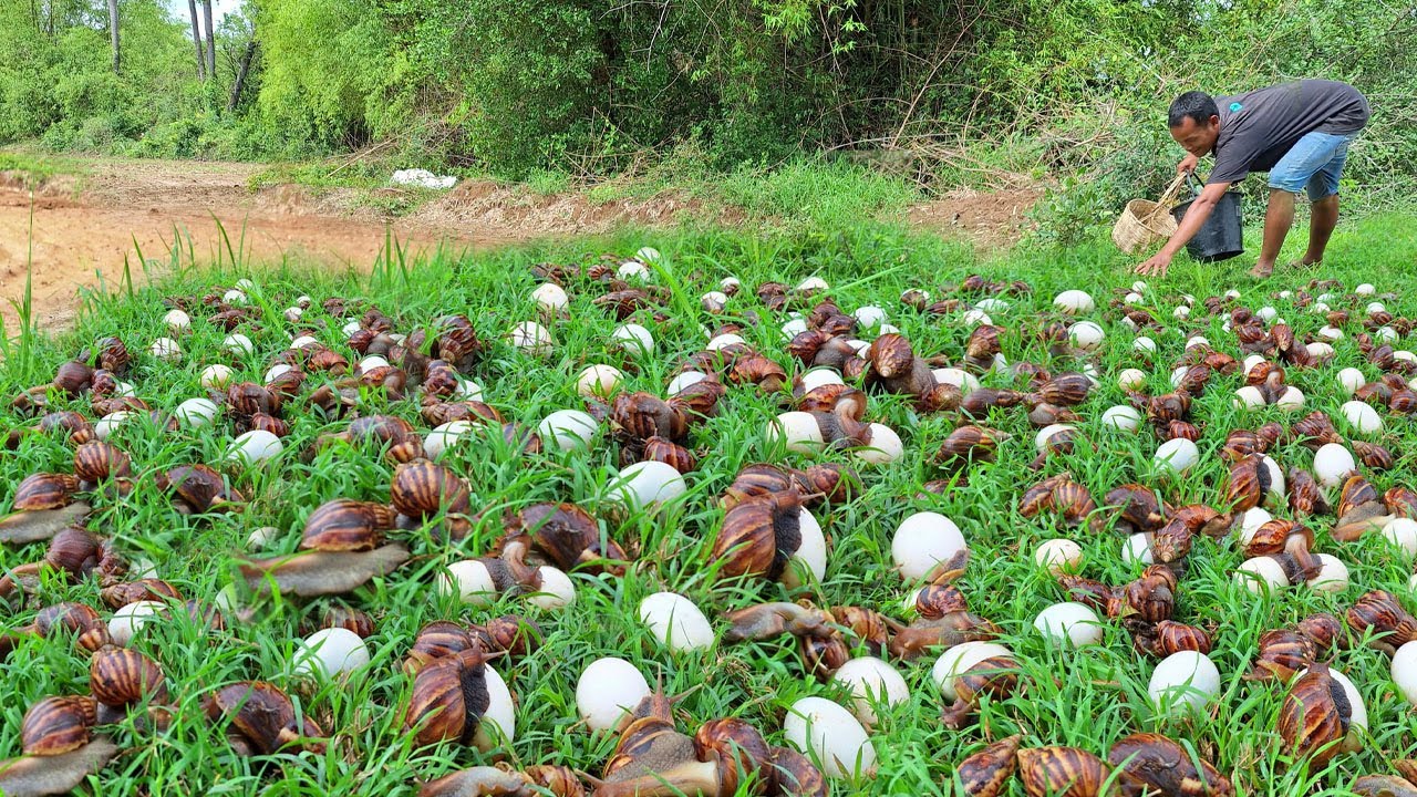 Wow! Mrs Lina - A farmer picks eggs in the meadow and catches many