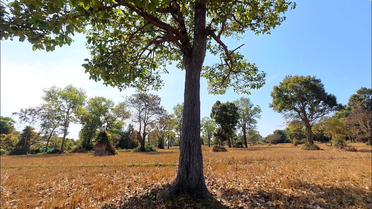 Walking Under Trees in Dry Season | Footsteps ASMR