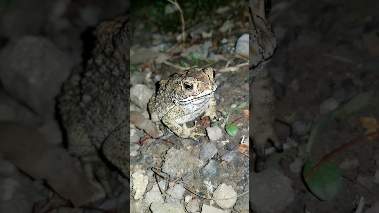 Cute toad croaking! 