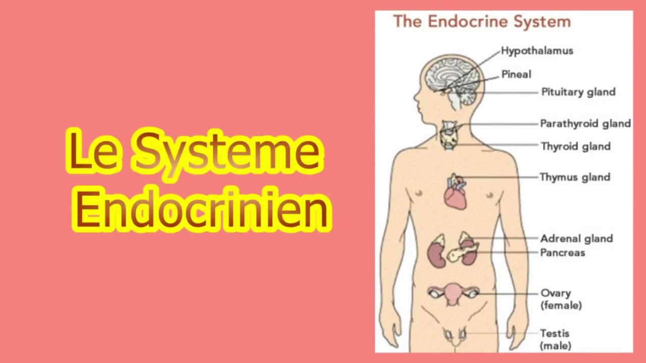 le système endocrinien