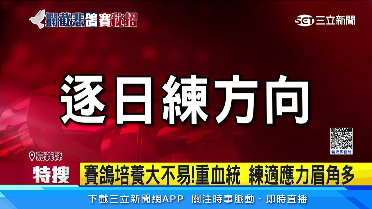 賽鴿培養大不易！挑血統「關籠」適應眉角多｜三立新聞網 SETN.com