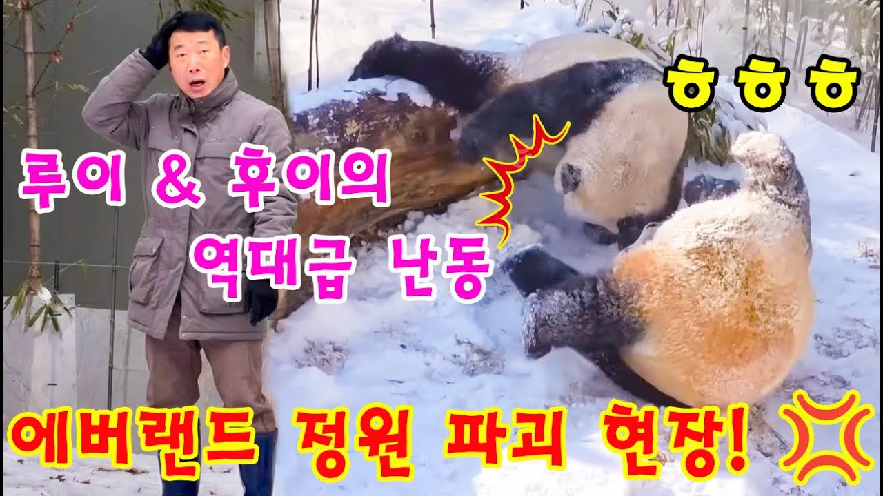 맙소사!!💥 지금 야외에서 루이바오 후이바오가 하루종일 난동을 부리고 정원을 파괴하고 있어요💨👀 말려주세요 할부지 걱정하던데 ㅎㅎㅎ