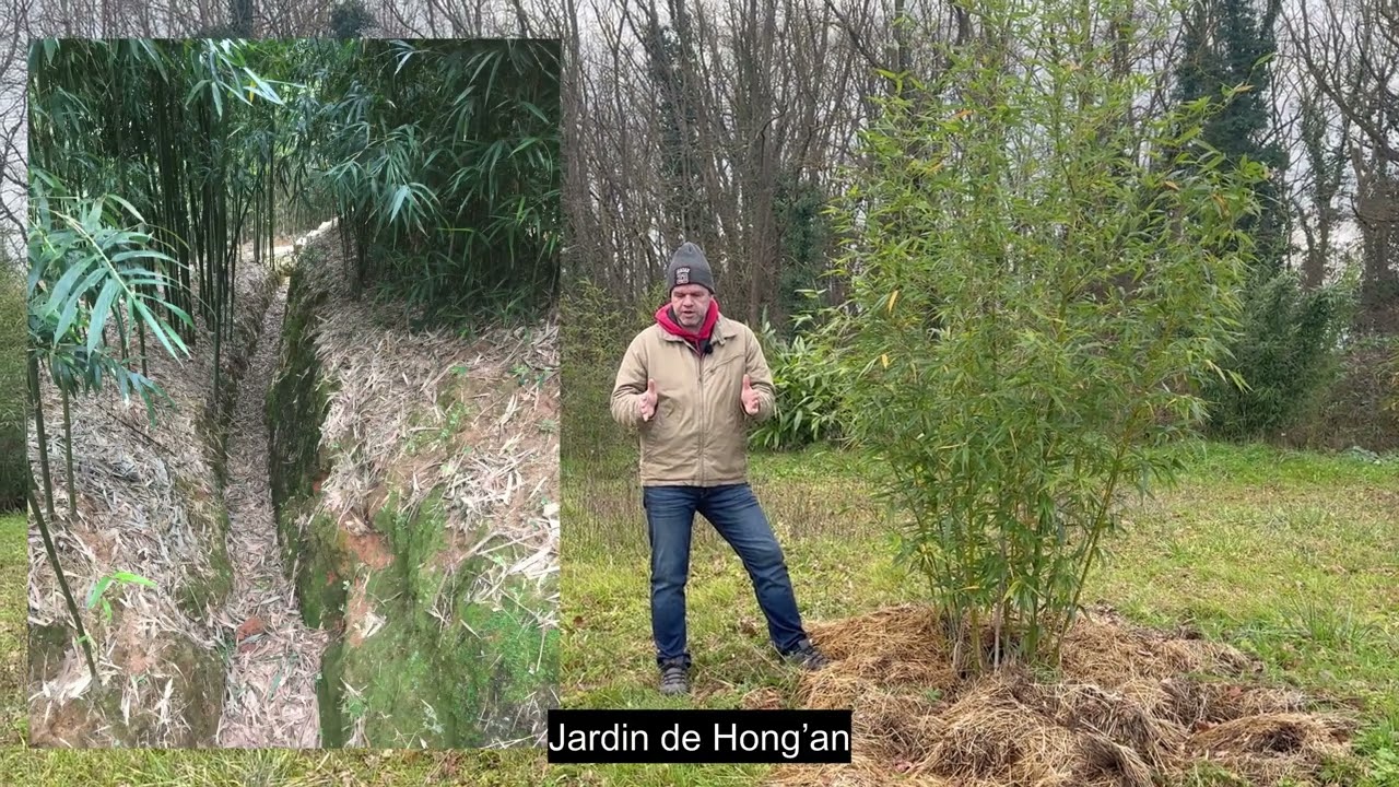 Quel est le meilleur moyen de contenir un bambou traçant dans son jardin ?