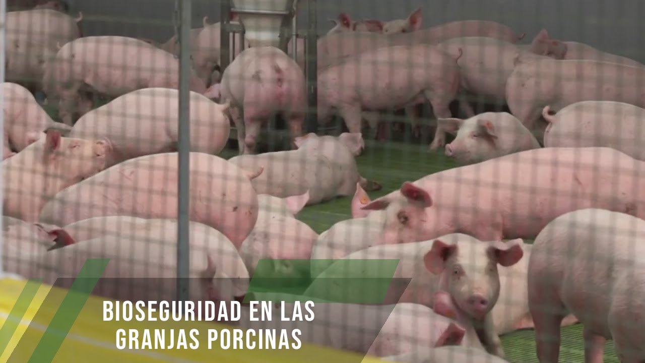 Bioseguridad en las granjas porcinas - TvAgro por Juan Gonzalo Angel Restrepo