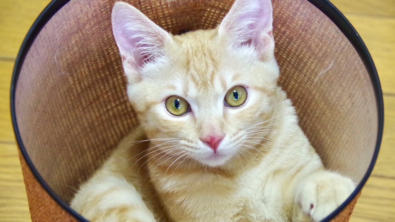 J-CATS Introduction  J-CATSのご紹介