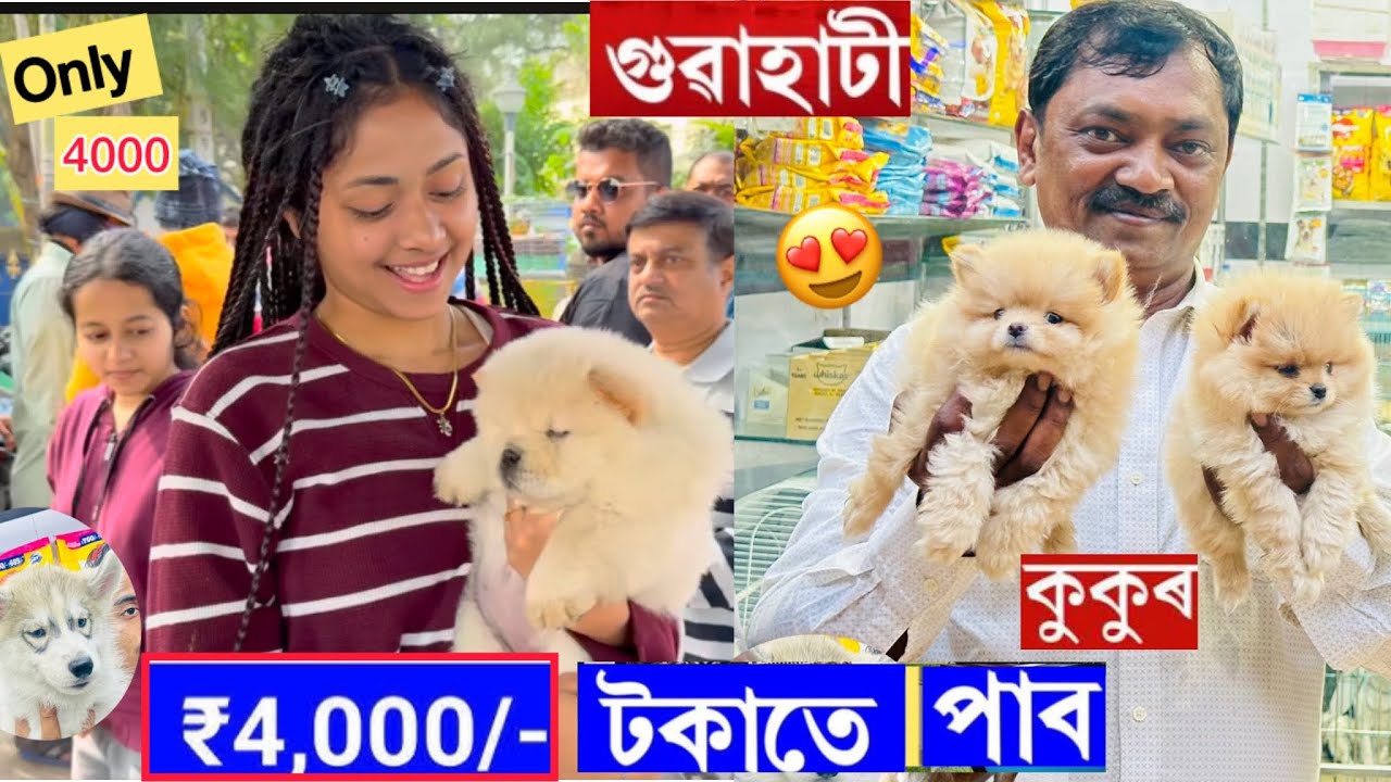 Dog market in Guwahati/৪০০০ টকাৰ পৰা পাব breed /pet market Guwahati