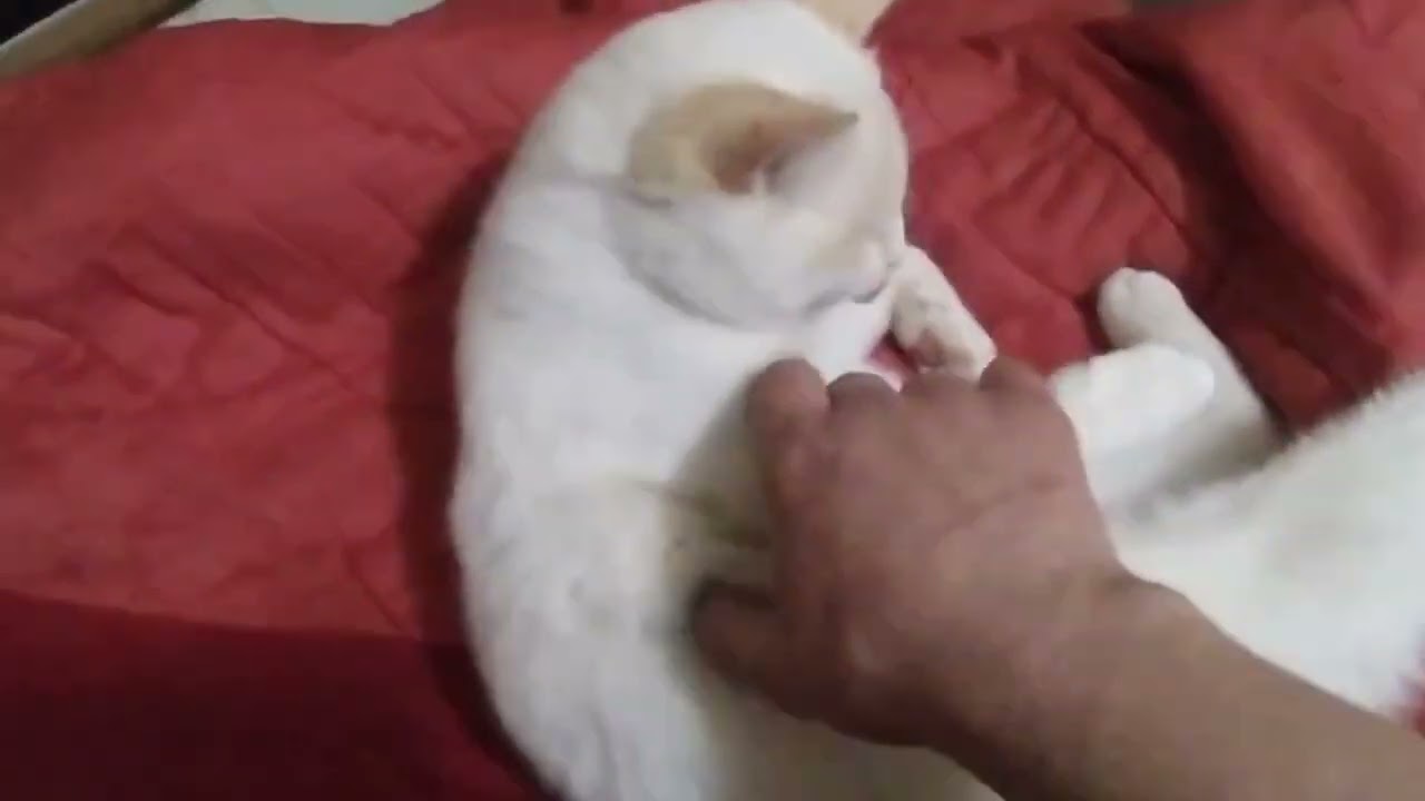 Snowball the Cat