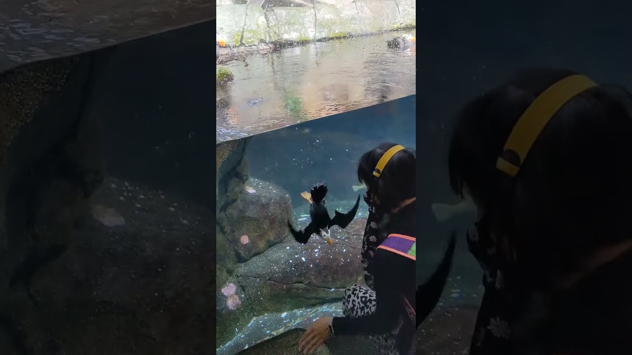 Puffin Dancing with my wife!