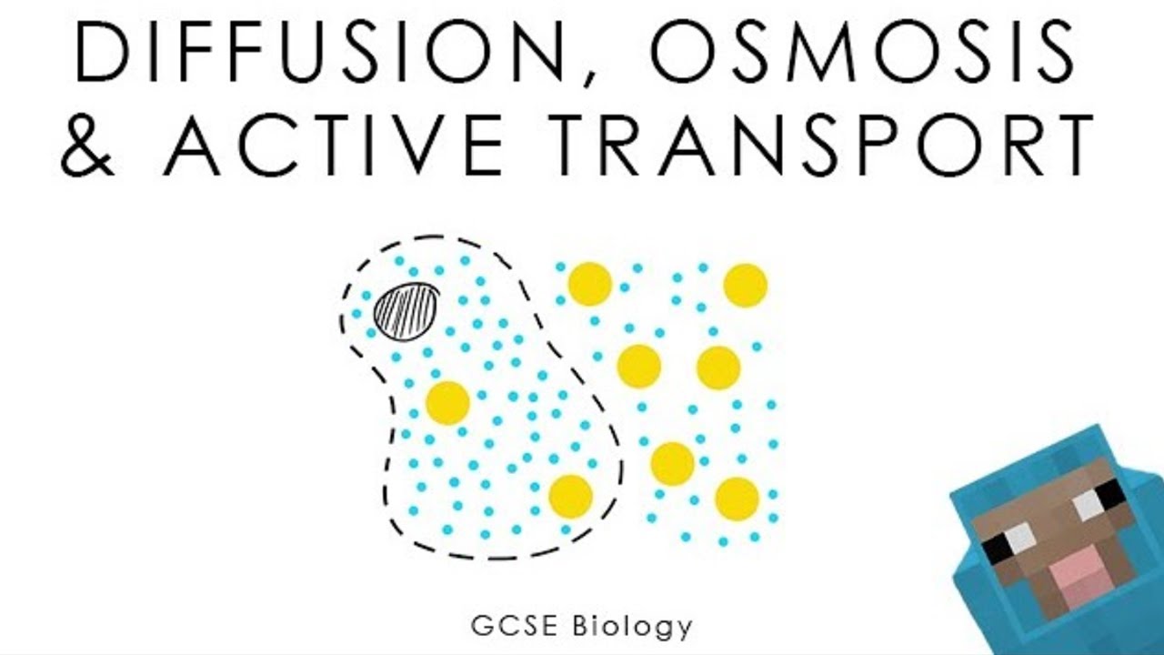 Диффузия, осмос и активный транспорт — GCSE Biology (полная версия)
