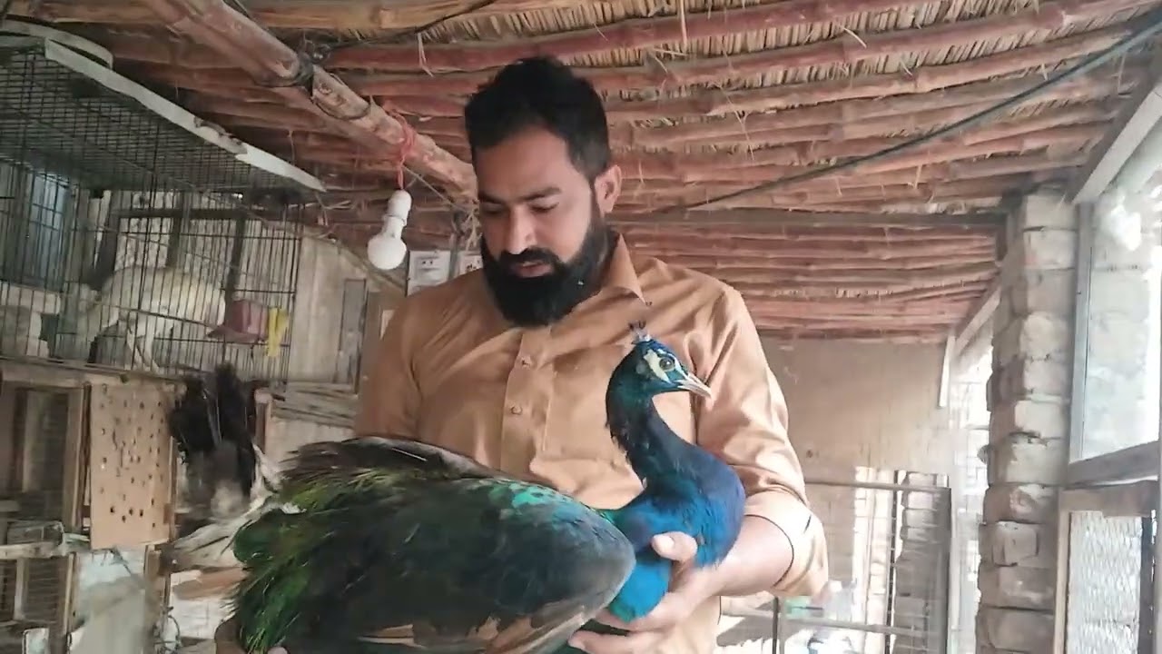 peacock 🦚 black shoulder pair and sold out havelilakha and blue shoulder pair available 03023713634