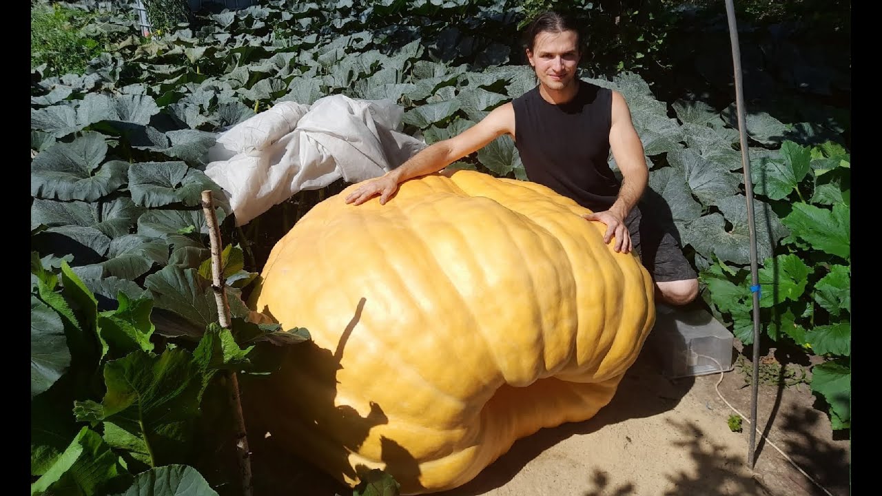 Обзор на гигантские тыквы 17.08.2022