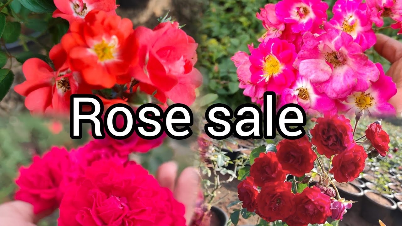 Rose sale