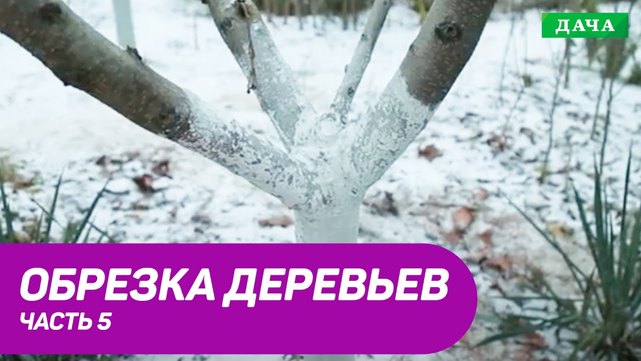Правила и техника обрезки плодовых деревьев. Часть 5.