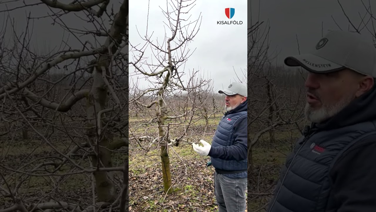 Így állj neki a tavaszi metszéseknek